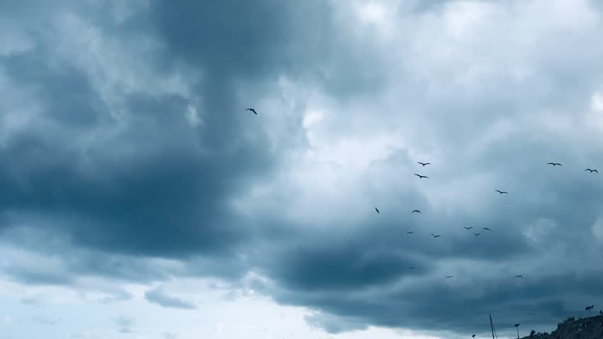 Birds flying on a cloudy day with a storm approaching.
