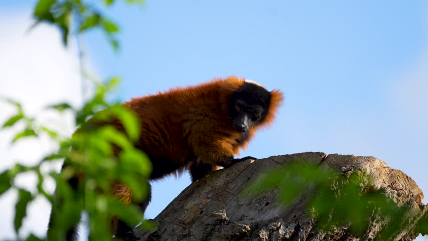 common brown lemur on tree