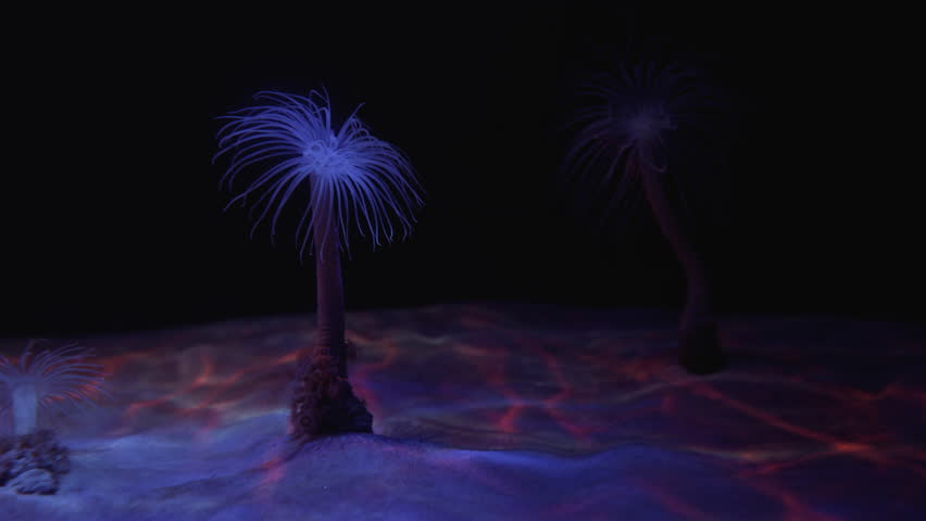 Tube sea anemone lives on bottom of tropical sea among algae corals. Unusual amazing Neon colorful purple anemone in aquarium. Anemone catches plankton with its long tentacles. Marine underwater life