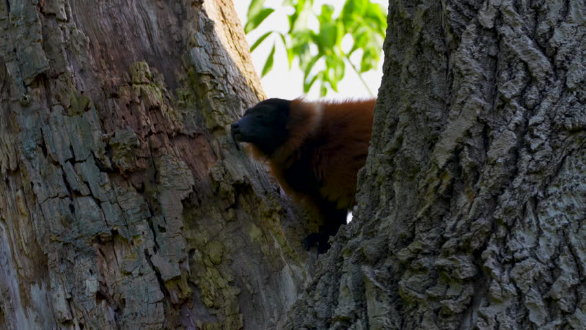 common brown lemur on the stump