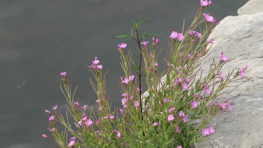 Close Up of Hairy Willowherb Flowering Plant Growing on the Water’s Edge of Lake Huron