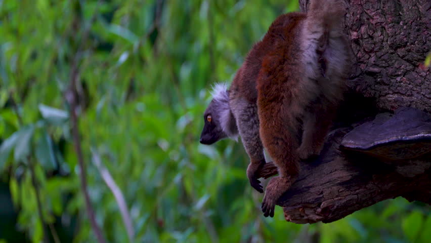 brown lemur on a branch	