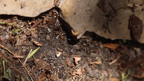 slug in nature. Slippery brown slug with an orange head crawls along the forest path. wood slug (Arion rufus) on the street during the day. vertical video - Powered by Shutterstock - Get 15% off with code: PIKWIZARD15