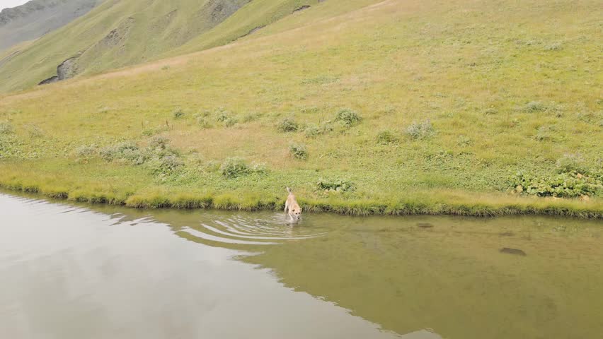 Big Dog barks at flying drone looking at camera by lake runs around confused outdoors in mountains nature. Drone pilot point of view.