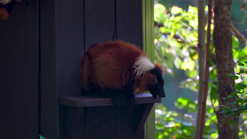 common brown lemur looks down
