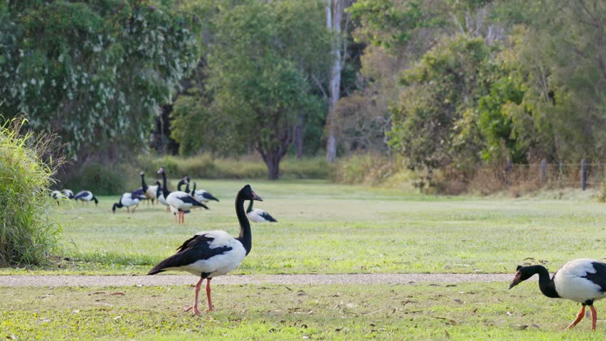 Magpie goose geese, Anseranas semipalmata, large water birds on grass park parkland, Queensland Australia