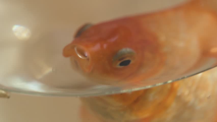 Goldfish swimming in a small aquarium glass close-up
