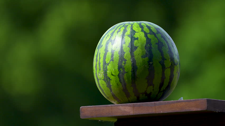 saber cuts melon in a garden