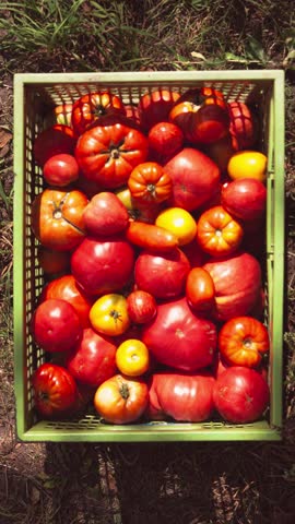 Tomato stop motion animation. Vertical video. Tomatoes filling the box on the grass. Tomato harvest concept. Organic farming