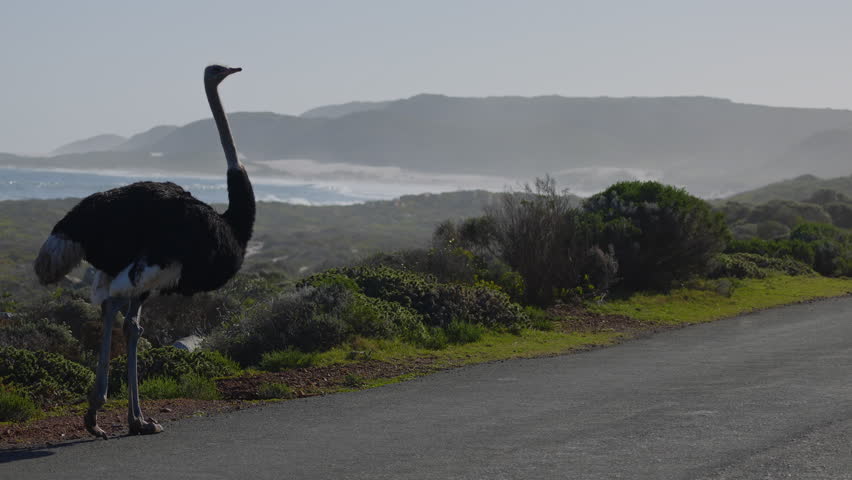 Wild ostrich walking close to camera in Cape Peninsula, Cape Town, South Africa. Cape Point Nature Reserve with specific fauna and flora. Ostrich with sea in background. Wild birds in natural habitat