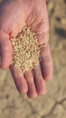 rice grains in hand vertical video. world food crisis, export, import. harvest problems in the world, impact of drought on agriculture. hunger crisis. rice growing