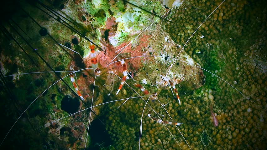A pair of Banded Coral Shrimp (Stenopus hispidus) sitting on the surface of a stone.