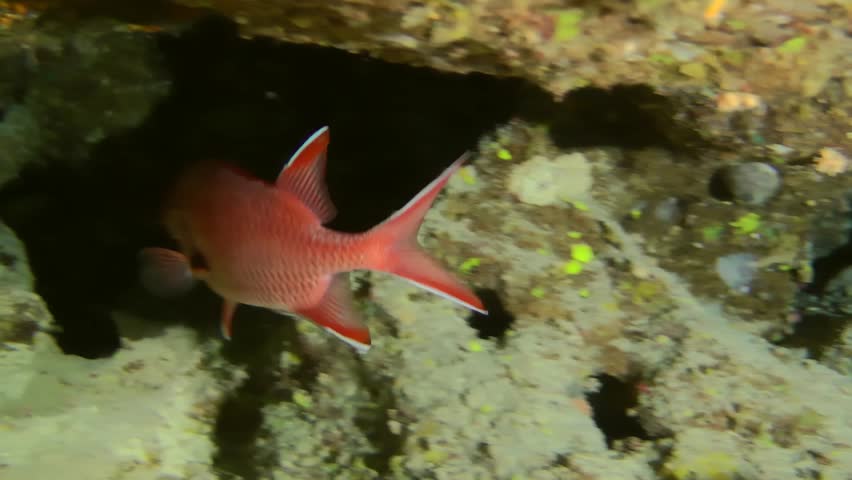 Bright red Big Eye Soldierfish (Myripristis murdjan) like to hide in the shaded areas of the coral reef during the day, close-up.