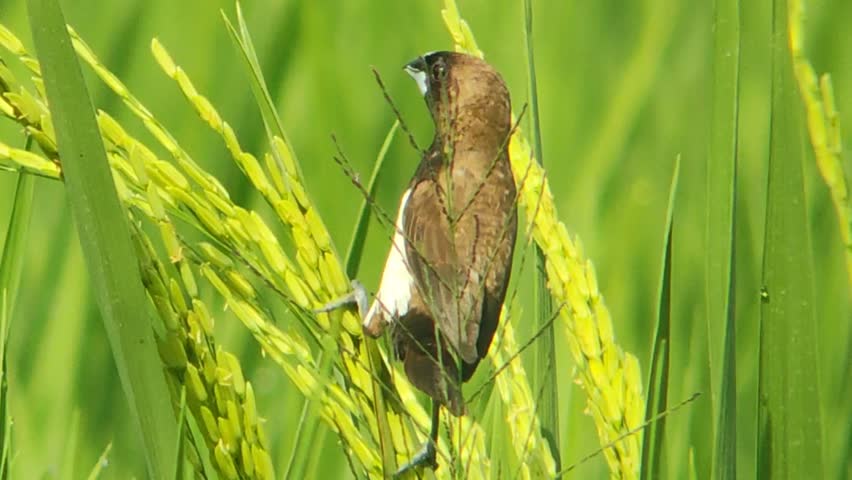 javan munia looking for food on rice plant stem in the morning
