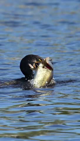Eating a Beautiful and Strange Seagull Fish