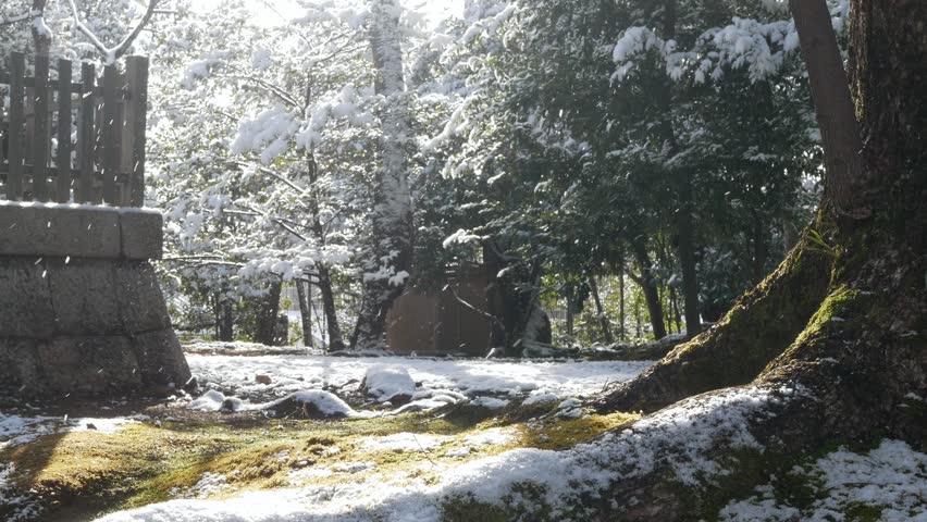 natural view to wild forest ground field with some moss, small natural plant cover with white fluffy snow after snowing in winter time,pine tree forest in winter snowing day time