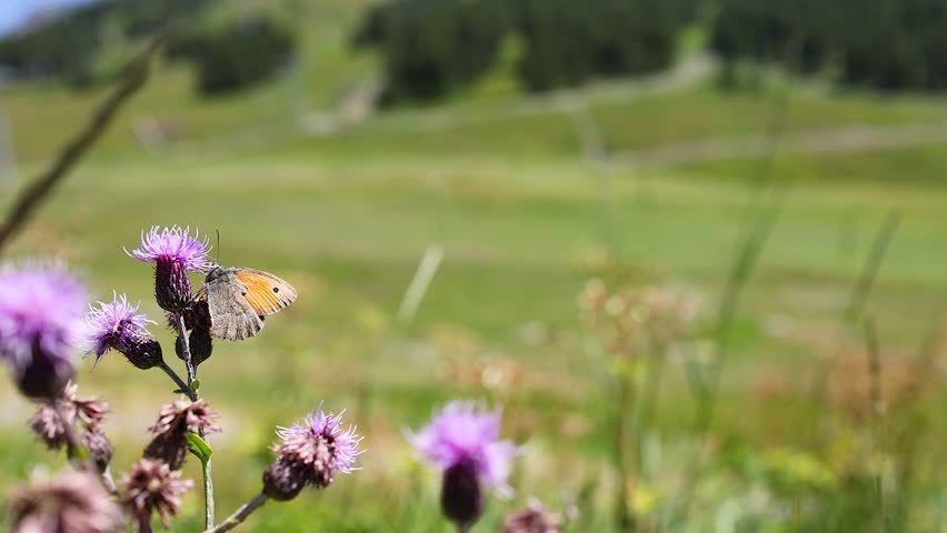 Butterfly interacting with flower in scenic Italy