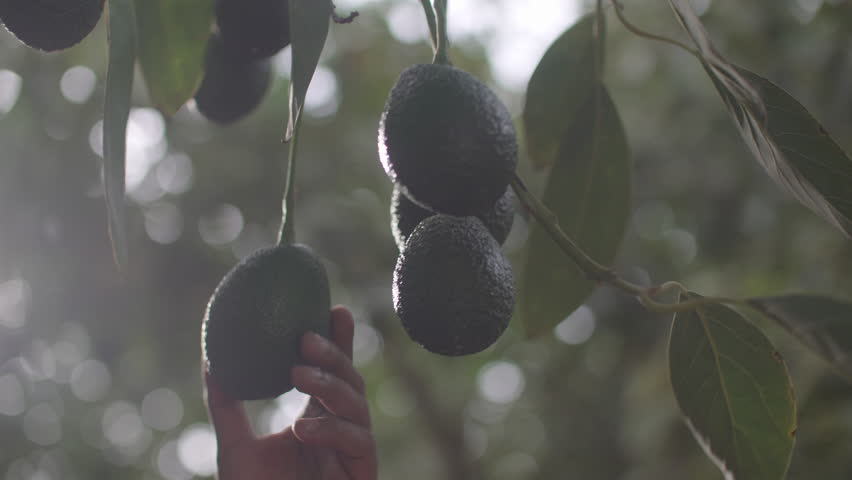 
AVOCADO, AGUACATE, PALTAS AND AGRO-INDUSTRY FIELDS IN THE COAST OF PERU.