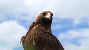 Golden Eagle (Aquila chrysaetos) fed on meat and flying In the Pyrenees Spain - Powered by Shutterstock - Get 15% off with code: PIKWIZARD15