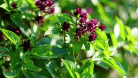 Charlie Ribbon In Garden Mango Set Explosion is motion footage for documentary films and cinematic in glasshouse scene. Also good background for scene and titles, logos. - Powered by Shutterstock - Get 15% off with code: PIKWIZARD15