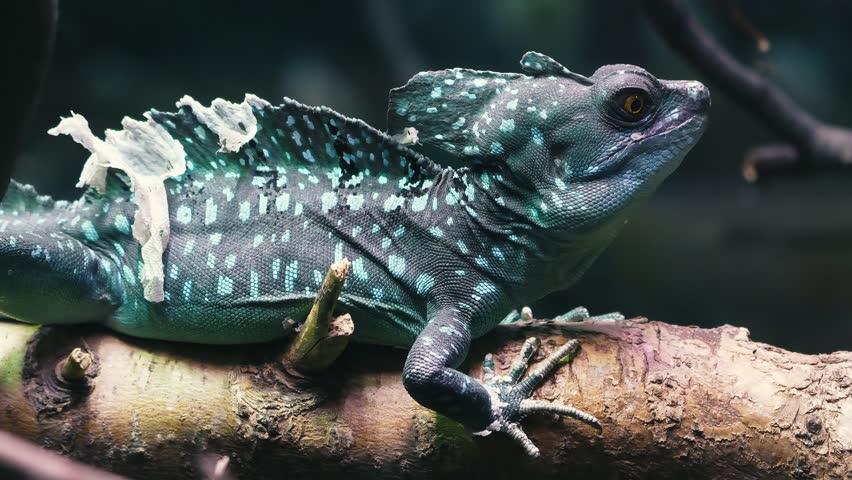 tropical lizard with a beautiful pattern on the skin