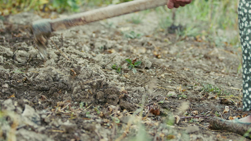 Old peasant woman is hoeing the soil in her garden