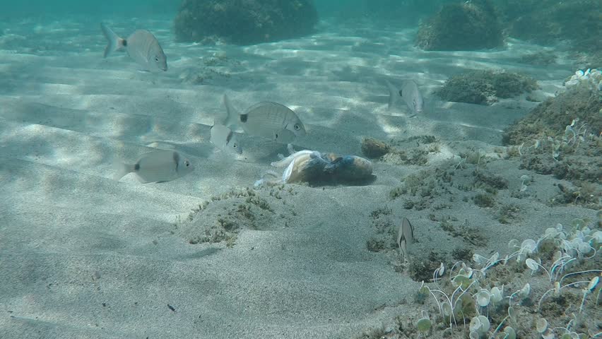 a group of fish eats an octopus