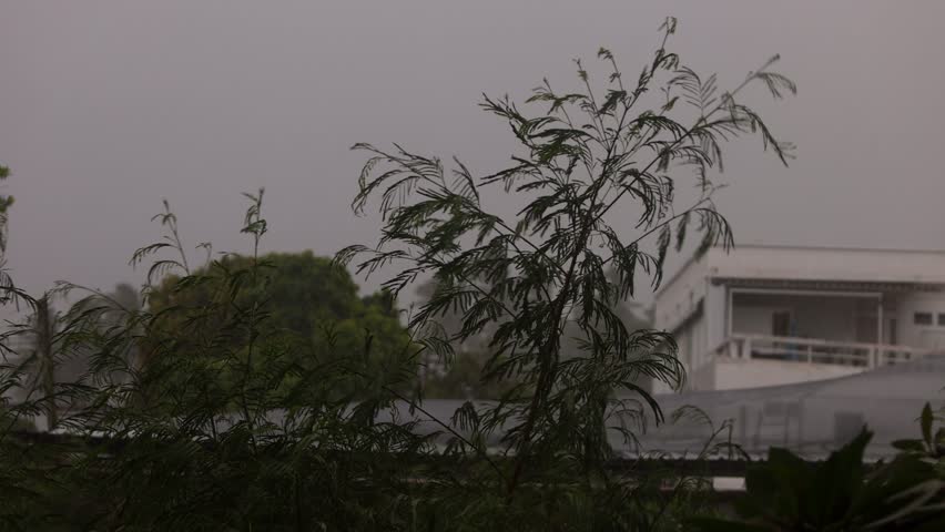 Tropical rain storm - close ups of wind and rain - close up of small bushes and trees in the distance - shot in 4 k 125 frames per second - slow motion