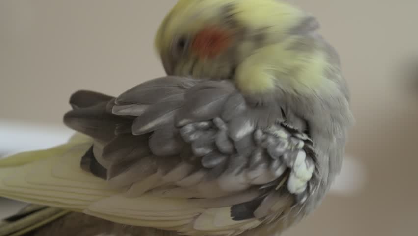 Funny cockatiel parrot, pet at home. Yellow gray cockatiel parrot flies around the apartment
