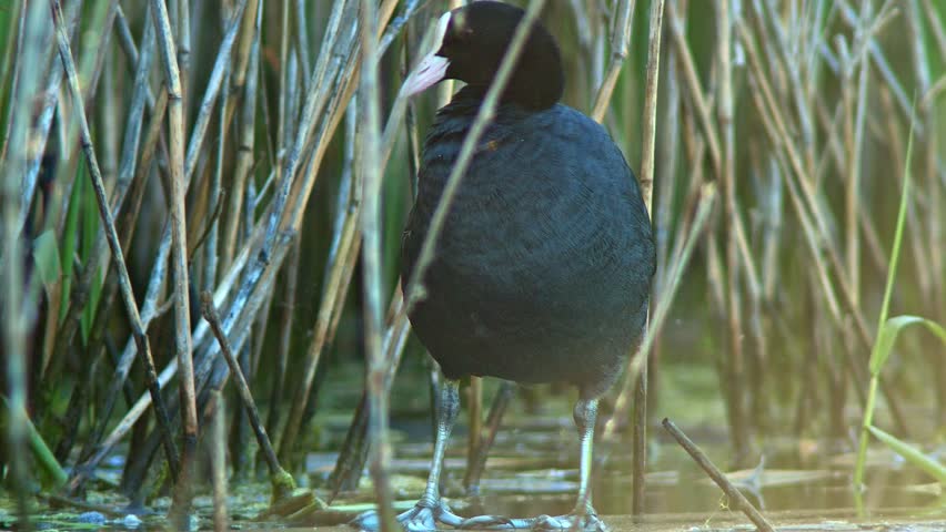 a Adult coot (Fulica atra) stands on a pond on a summer morning and grooms its feathers in Magdeburg - Saxony Anhalt - Germany - Europe