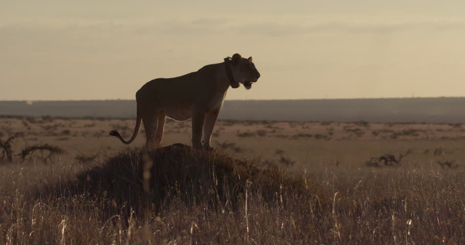 wide shot of a Lioness (Panthera Leo) scanning on top an anthill in the savanna during the afternoon in kenya.