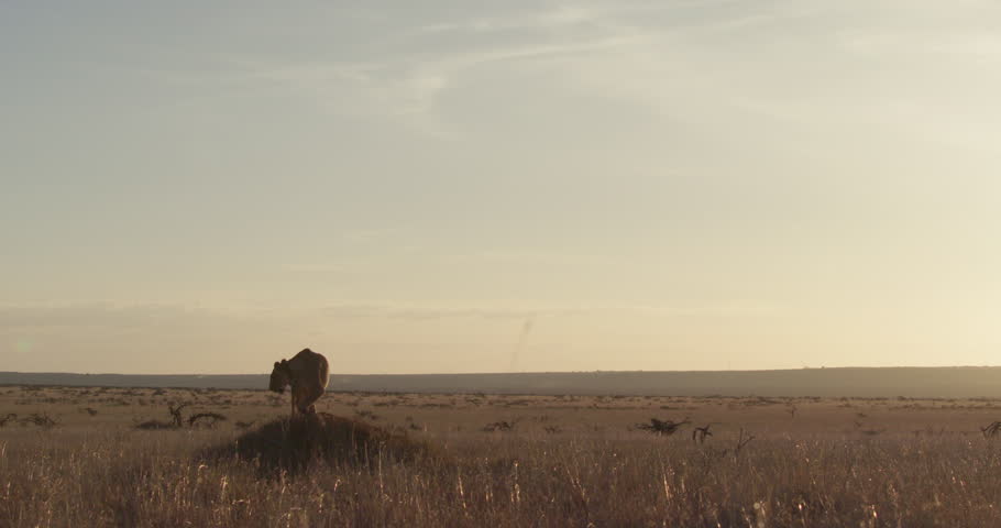 extreme wide tilt shot of a Lioness (Panthera Leo) moving from anthill in the savanna during the afternoon in kenya.