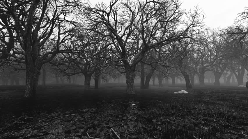 Moving camera in a dark forest from a horror story