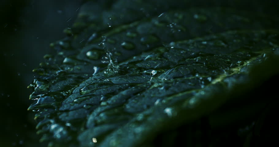 Super slow motion macro of water drops are falling on green tropical plant leaf while raining in rainforest at night at 1000 fps.