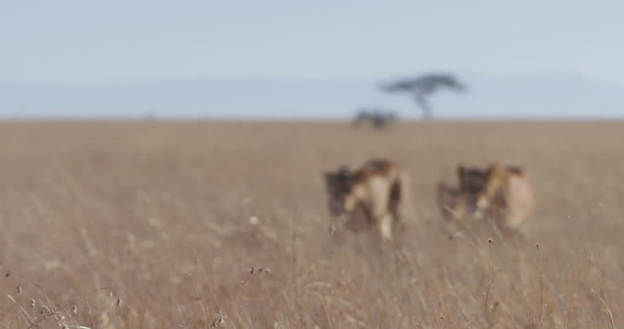 extreme wide shot of a trio of lions (Panthera Leo) trekking across grasslands during morning in kenya
