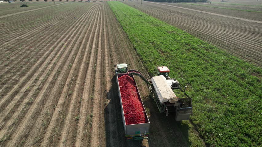 Aerial view of a combine harvester collecting tomatoes in a field, showcasing the agricultural process in action. In Piacenza, Italy