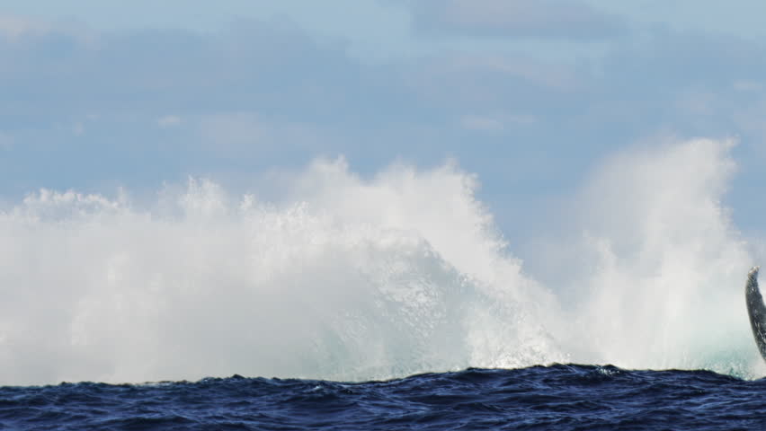 Humpback whale jump Megaptera breaches near East London South Africa. Shot in Tonga or South Africa. Humpback whale jumps out of the water Slow motion. Wildlife giant marine mammals. Amazing animals