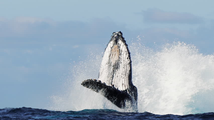 Humpback whale jump Megaptera breaches near East London South Africa. Shot in Tonga or South Africa. Humpback whale jumps out of the water Slow motion. Wildlife giant marine mammals. Amazing animals