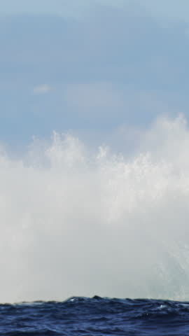 Humpback whale jump Megaptera breaches near East London South Africa. Shot in Tonga or South Africa. Humpback whale jumps out of the water, vertical video. Wildlife giant marine mammal. Amazing animal