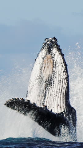 Humpback whale jump Megaptera breaches near East London South Africa. Shot in Tonga or South Africa. Humpback whale jumps out of the water, vertical video. Wildlife giant marine mammal. Amazing animal