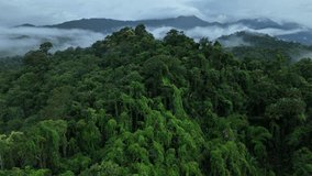 Aerial drone shot over primary Jungle tropical rain forest in Nan, Thailand. Aerial view, moving over a rainforest tree canopy in a slow pace beautiful green nature background of a tropical forest.	 - Powered by Shutterstock - Get 15% off with code: PIKWIZARD15