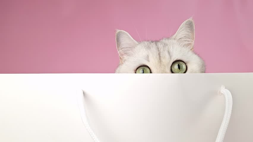 Head of cute white cat, with big eyes peeking out of white paper bag
