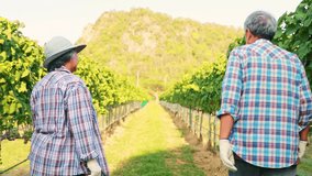 Happy elderly Asian couple growing red wine grapes preparing work in their vineyard, walking with pruning shears jokingly bumping into each other to cut grape clusters in the vineyard. - Powered by Shutterstock - Get 15% off with code: PIKWIZARD15