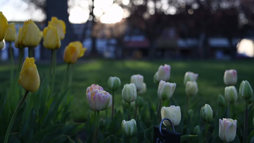 Iowa - 8.9.2024 - red and pink tulips wave in the breeze in iowa.