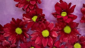 Dark red chrysanths in water on a purple background. Strongly flowing red chrysanthemums in water. Tiny red chrysanthemums. Concept of romance, wedding, Valentine's Day. Macro and slow motion. - Powered by Shutterstock - Get 15% off with code: PIKWIZARD15