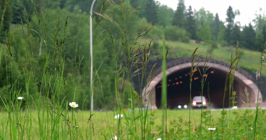 Daisies and grasses sway gently near the Voyageur Highway as cars enter and leave the Lafayette Bluff Tunnel on the North Shore of Lake Superior near Two Harbors, Minnesota. Shallow depth of field.