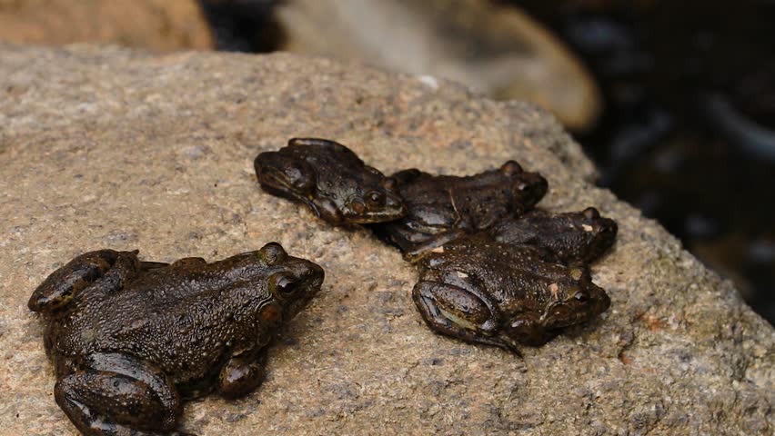 The Cape River Frog thrives in South Africa’s riverine habitats, known for its distinctive call and vibrant green hue. A true symbol of biodiversity in the region