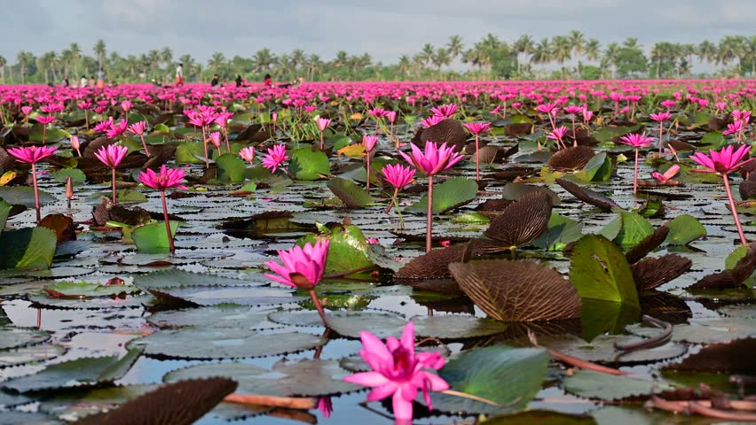 Pink water lily field at Malarikkal, Kottayam district in Kerala, India, a huge seasonal tourist attraction.