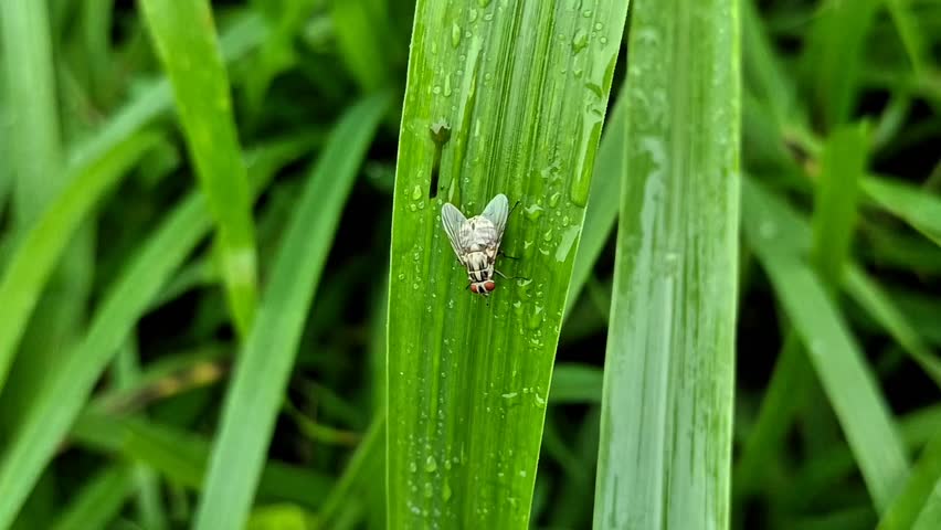 Housefly on sugarcane leaf. Fly on the cane.