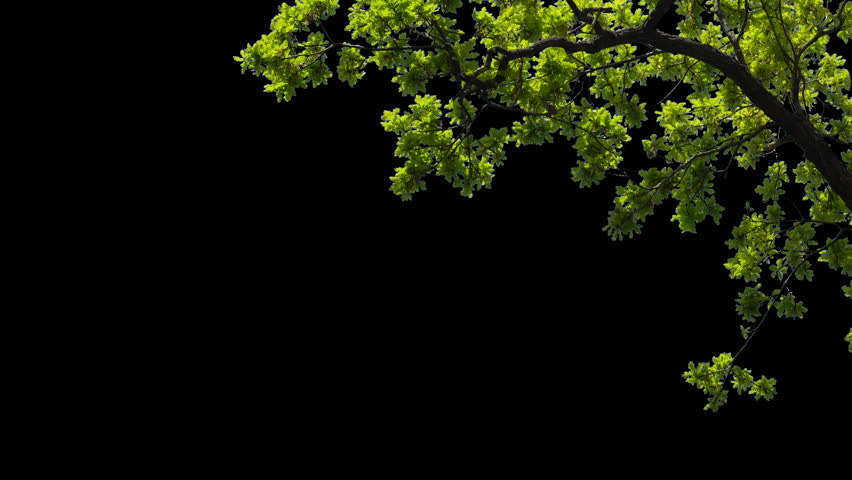 Branches with leaves on a transparent background
